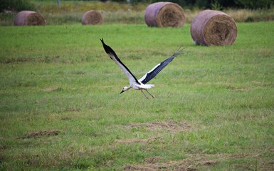 Stork flying over a field on the outskirts of the village in search of food