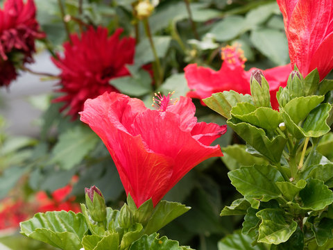 L'hibiscus Rose de Chine, un petit arbuste ornemental à fleurs de couleur rouge vif, aux longues étamines, au feuillage vert brillant (Hibiscus rosa-sinensis)