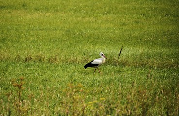 Obraz na płótnie Canvas A lone stork wanders through a village field looking for food