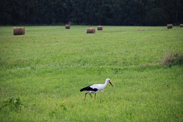 Obraz na płótnie Canvas A lone stork wanders through a village field looking for food