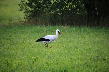 Fototapeta premium A lone stork wanders through a village field looking for food
