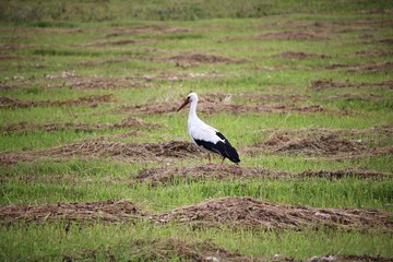 A lone stork wanders through a village field looking for food