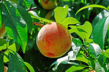 Fruits of ripe red peach on a background of green peach foliage in the garden