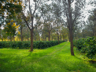 Pathway through trees, green farms
