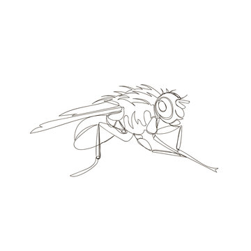 insect fly. one line. vector image of Drosophila. outline drawing