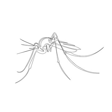 mosquito. one line. vector image of an insect. blood-sucking parasite