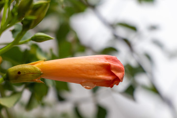 Beautiful bud of Chinese Trumpet Vine Flower.