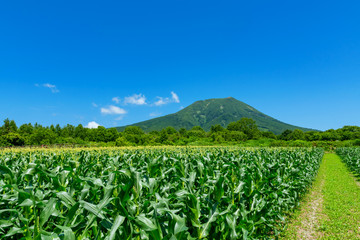 【青森県弘前市岩木山麓】とうもろこしの花が満開
