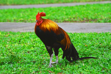 A beautiful color Thai chicken, a fighting type,stands smartly on green grass background in a park,Thailand