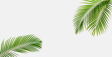 Tropical palm leaf branches isolated, Summer background concept, Spring lifestyle design with copy space for text, Summertime advertising and banner.
