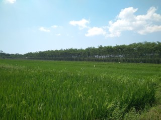 Wide Rice Fields in Grati Pasuruan, East Java