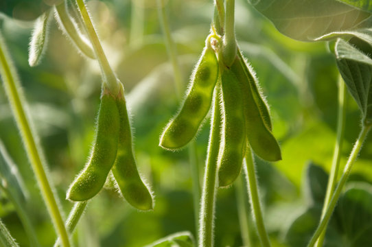 Young green pods of varietal soybeans on a plant stem in a soybean field in the morning during the active growth of crops in the sun. Selective focus.