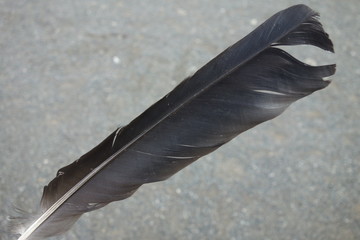 カラスの羽