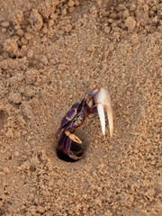 le crabe et son trou