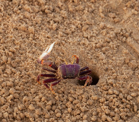 la beauté du crabe
