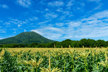 【青森県弘前市岩木山麓】とうもろこしの花が満開