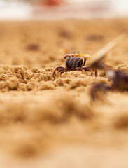 la nature du crabe 