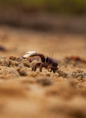 le crabe 