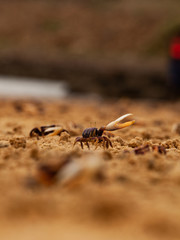 Un crabe au soleil