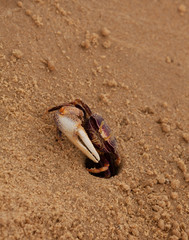 mon crabe à moi