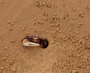 le crabe et sa maison