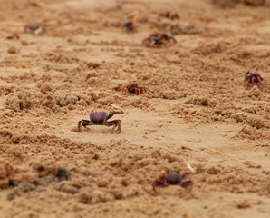 les crabes de sortie