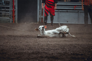 Animal cruelty during western rodeo: sweet little white calf tied up and dragged around during roping competition