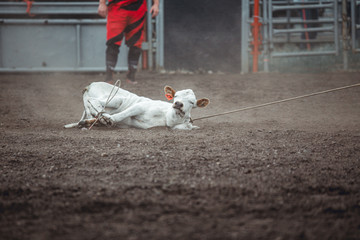 Animal cruelty during western rodeo: sweet little white calf tied up and dragged around during...