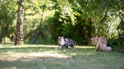 two playful young maine coon cats on the move in the back yard on a sunny summer day walking on grass looking at camera