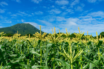 【青森県弘前市岩木山麓】とうもろこしの花が満開