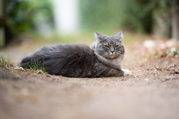 side view of a young blue tabby maine coon cat with white paws lying on ground outdoors looking at camera folding back ears