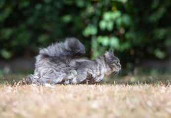 side view of a young blue tabby maine coon cat with white paws and fluffy tail hunting and running on dried up grass at high speed outdoors in the back yards in the sunlight on a hot summer day
