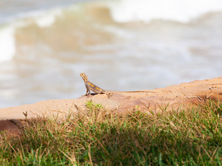 lézard sénégalais