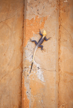 Lezard Images Browse 1 186 Stock Photos Vectors And Video Adobe Stock Lezard Images Browse 1 186 Stock Photos Vectors And Video Adobe Stock