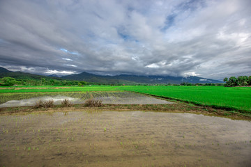 Fototapeta na wymiar The close-up natural background of green rice fields, behind a large mountain and mist flowing through the blurred foliage, is a natural beauty seen in the countryside