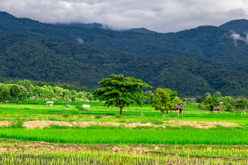 Fototapeta na wymiar The close-up natural background of green rice fields, behind a large mountain and mist flowing through the blurred foliage, is a natural beauty seen in the countryside