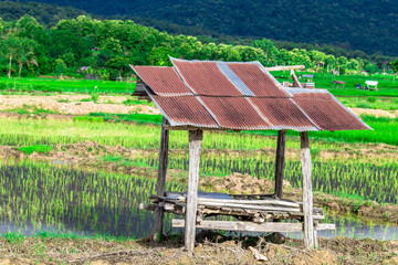 The close-up natural background of green rice fields, behind a large mountain and mist flowing through the blurred foliage, is a natural beauty seen in the countryside