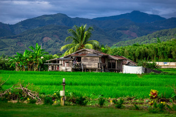 The close-up natural background of green rice fields, behind a large mountain and mist flowing through the blurred foliage, is a natural beauty seen in the countryside
