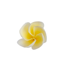 White Plumeria flower isolated on white background. with clipping path.