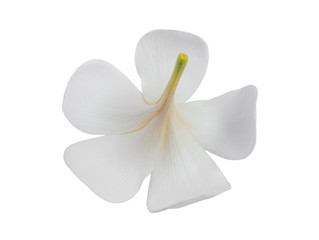 Fototapeta na wymiar White Plumeria flower isolated on white background. with clipping path.