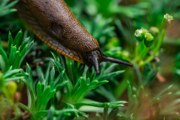 Nacktschnecke im Moos