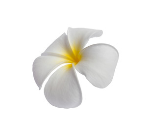 Plakat White Plumeria flower isolated on white background. with clipping path.