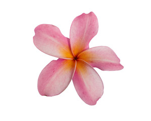 Obraz na płótnie Canvas Pink Plumeria flower isolated on white background. with clipping path.