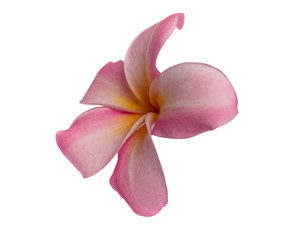 Fototapeta na wymiar Pink Plumeria flower isolated on white background. with clipping path.