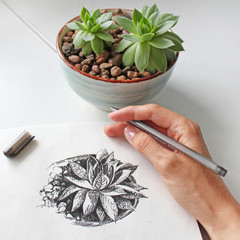 The process of drawing a succulent in a pot