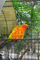 A beautiful color Thai parrot,a bird that can repeat words of  its owner who raises it