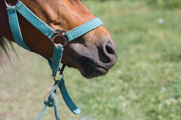 Beautiful pony in a harness on a farm on a summer day.