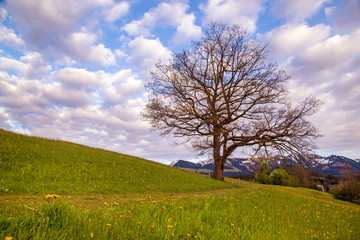 Fototapeta na wymiar Allgäu - Frühling - Baum - Alpen