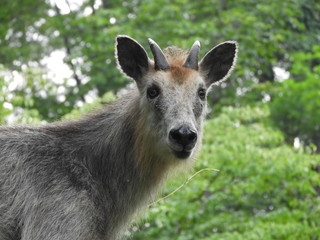 森の中の二ホンカモシカ