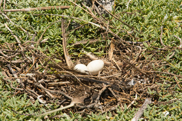 yelow-footed Booby (Sula leucogaster )  unhatched egg in nest, , Los Roques National Park